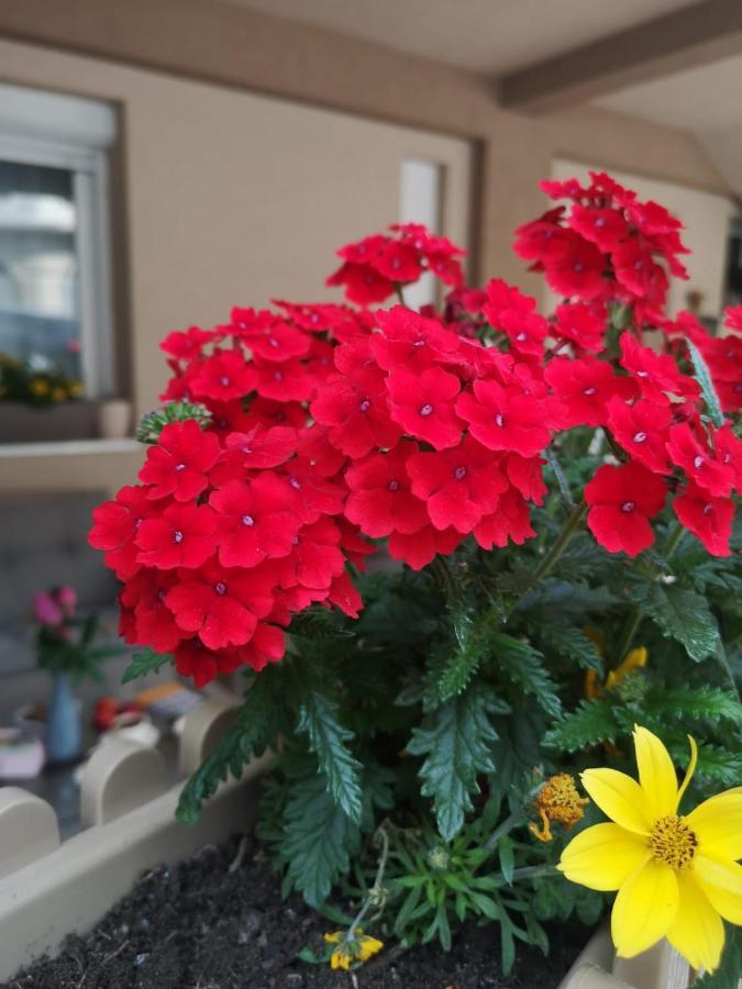 Apartman Jela Nova Varoš Extérieur photo